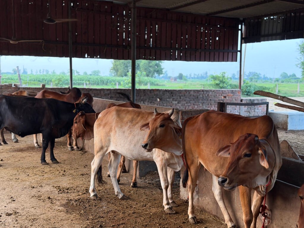 bilona a2 cow ghee bilona a2 desi ghee a2 bilona cow ghee online