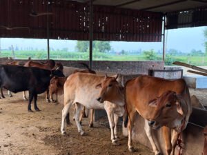 bilona a2 cow ghee bilona a2 desi ghee a2 bilona cow ghee online