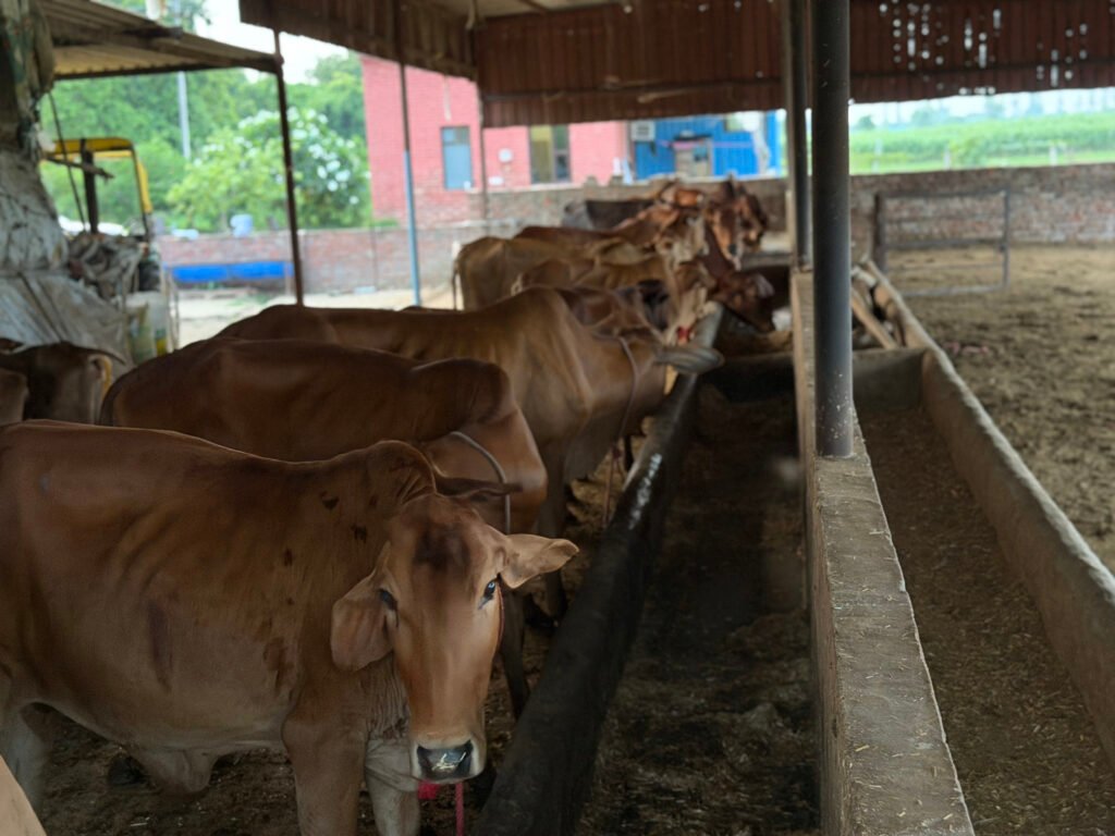 What Is A2 Bilona Ghee?